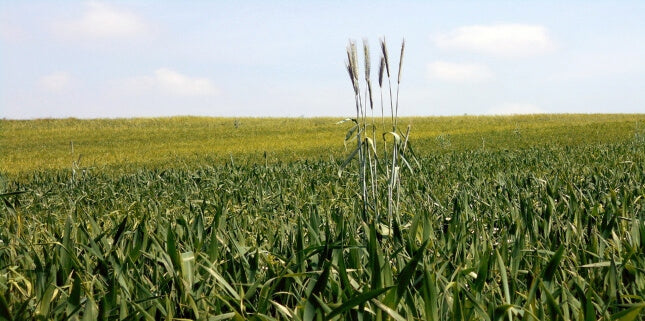 Wheat Intolerance: What is an Elimination Diet?