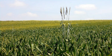 Wheat Intolerance: What is an Elimination Diet?